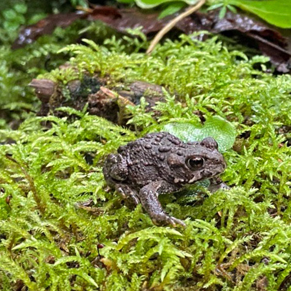 Frogs Toads Salamanders And Newts Oh My Let S Talk Science